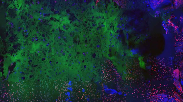 Center for Stem Cell Biology and Engineering