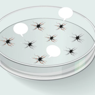 NRI Co-Director, Dr. Kenneth Kosik has created organoids that, surprisingly, have a lot to say about how the brain works.