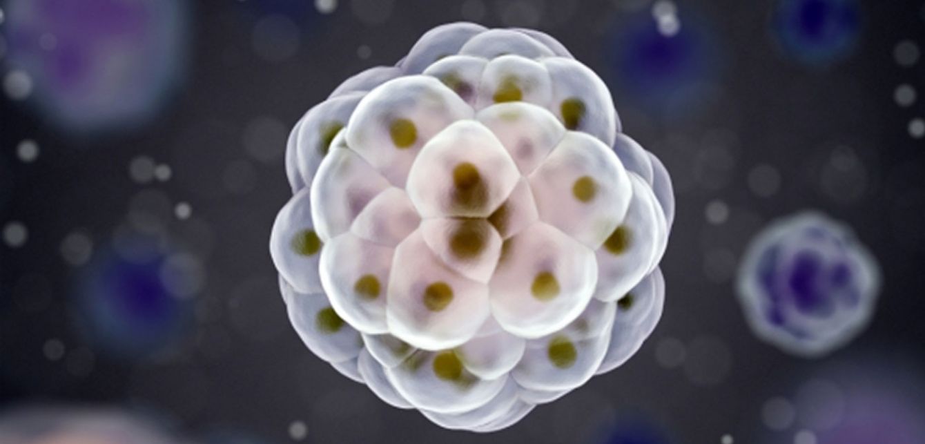 Dividing cells