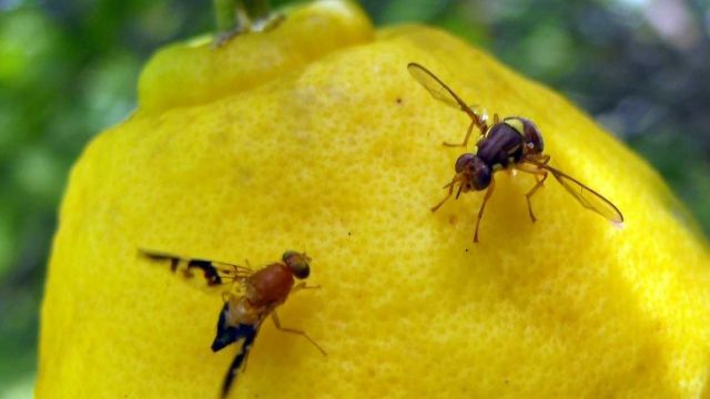 Fruit flies taste test a lemon.