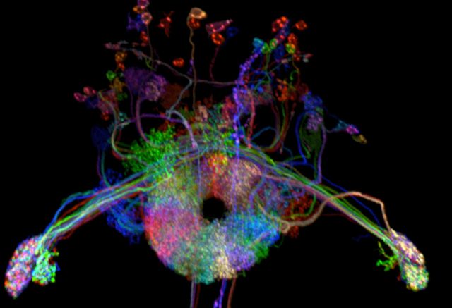 Ellipsoid body. Credit: Tanya Wolff