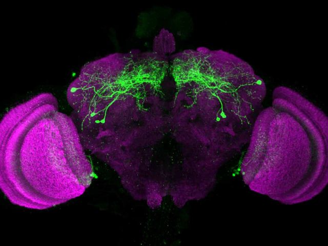 Cell Biology, Biochemistry & Biophysics of the Nervous System