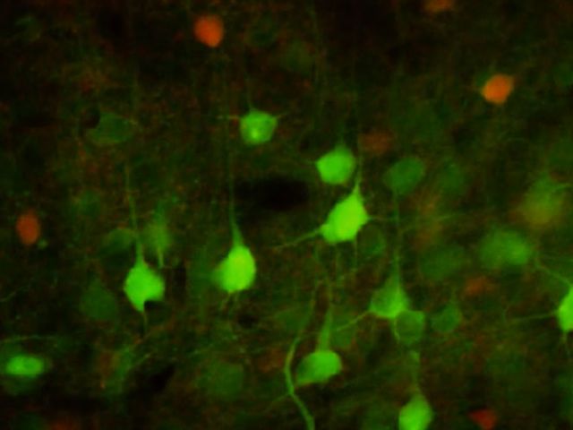 Shining a Light on Memory