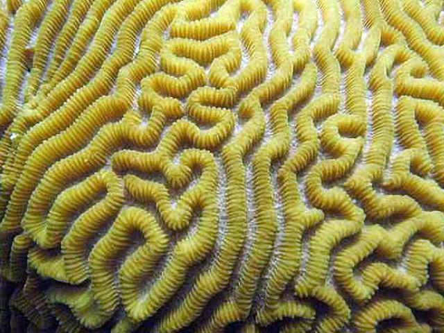 Alzheimer's Disease Research Center