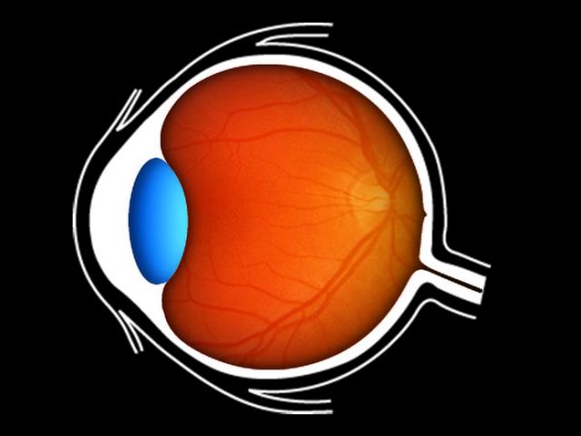 Center for the Study of Macular Degeneration