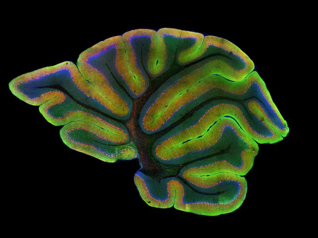 UCSB Launches New Neuroscience Website