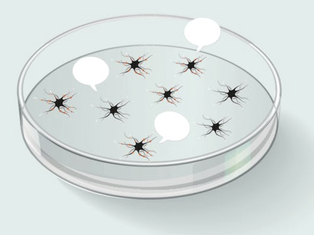 NRI Co-Director, Dr. Kenneth Kosik has created organoids that, surprisingly, have a lot to say about how the brain works.